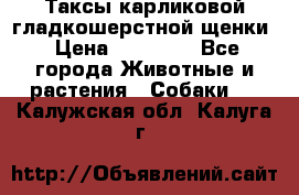 Таксы карликовой гладкошерстной щенки › Цена ­ 20 000 - Все города Животные и растения » Собаки   . Калужская обл.,Калуга г.